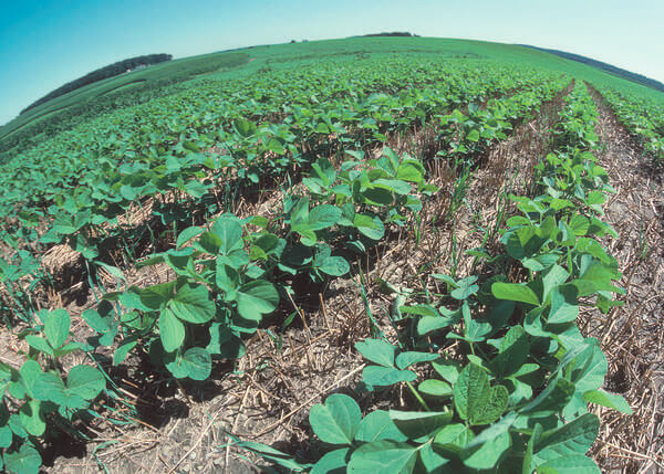 Superfície do solo com plantações